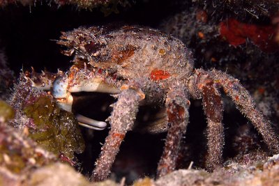 Channel clinging crab