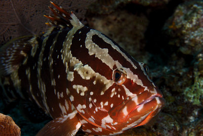 Tiger grouper