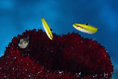 Juvenile bluehead wrasse and sharpnose puffer on sponge