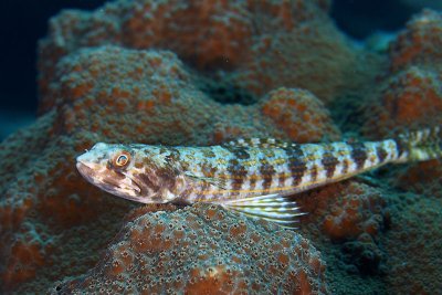 Sand diver