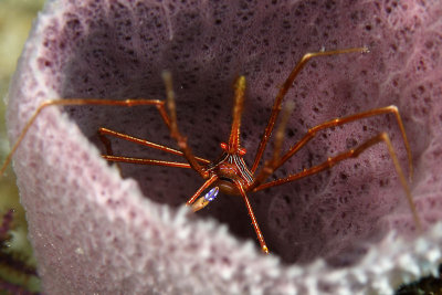 Arrow crab in vase sponge