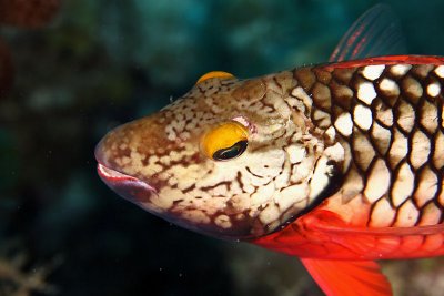 Stoplight parrotfish - initial phase