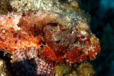 Scorpionfish