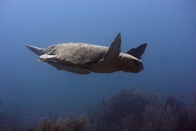 Loggerhead turtle