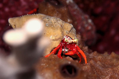 Reef hermit crab