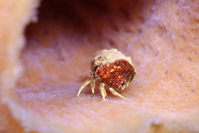 Hermit crab in sponge