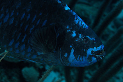 Midnight parrotfish