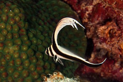 Juvenile drumfish