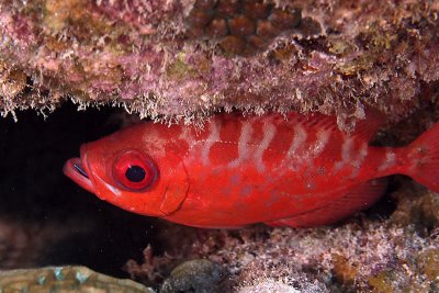 Glasseye snapper with cleaning goby in mouth