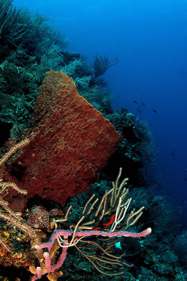 Sponges on wall