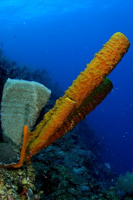 Vase sponge with tube sponges