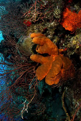 Sponges and deep water gorgonians