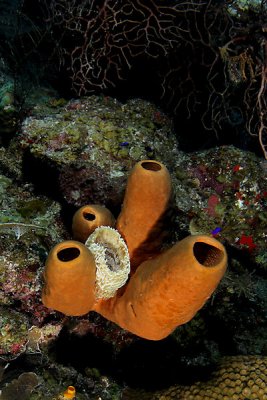 Vase sponge in branching tube sponge