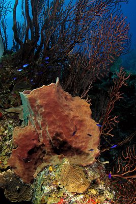 Barrel sponge with deep sea gorgonians