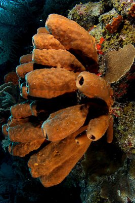 Branching tube sponge