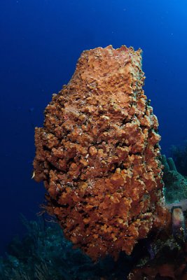 Barrel sponge