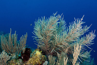 Sea rod and sea plume corals