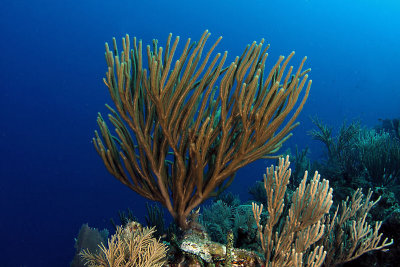 Sea rod coral