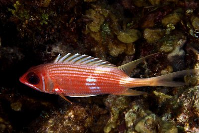 Longspine squirrelfish