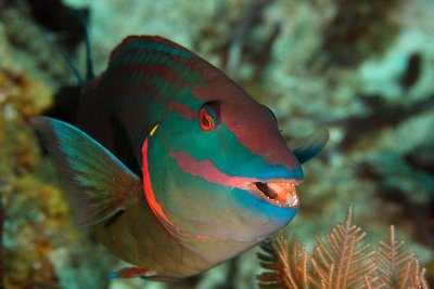 Stoplight parrotfish