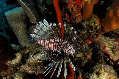 Lionfish