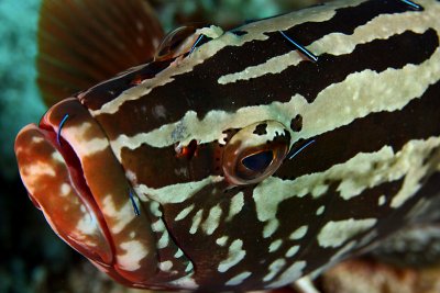 Grouper with cleaning gobies