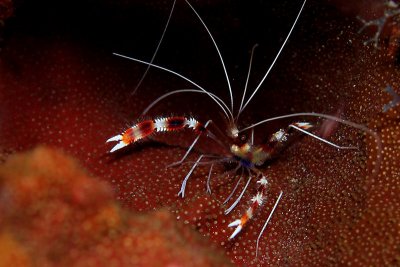 Banded coral shrimp