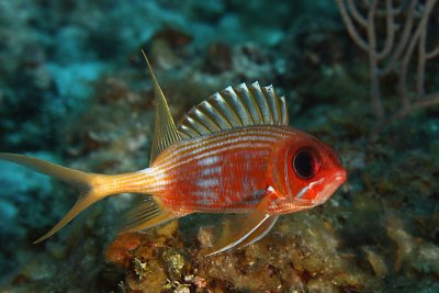 Longspine squirrelfish