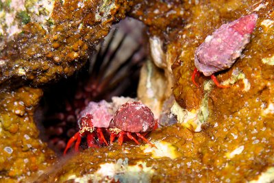 Trio of small hermit crabs