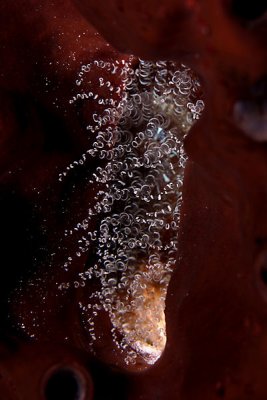 Corkscrew anemone in coral