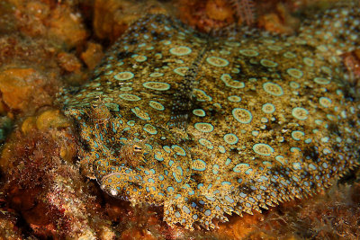 Peacock flounder