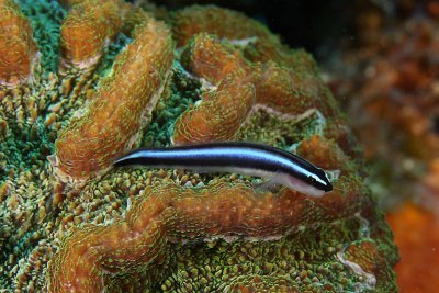 Broadstripe goby