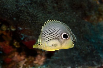 Four-eye butterflyfish