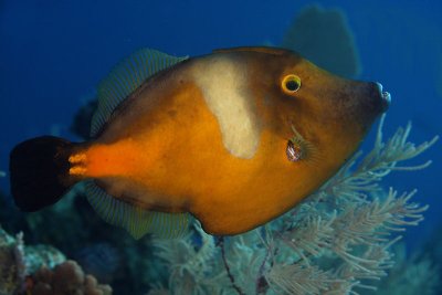 Whitespotted filefish - orange phase