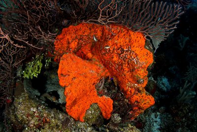 Elephant ear sponge