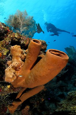 Branching tube sponge