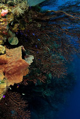Barrel sponge with deep sea gorgonians