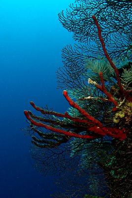 Rope sponge and deep sea gorgonians