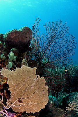 Sea fan with gorgonian