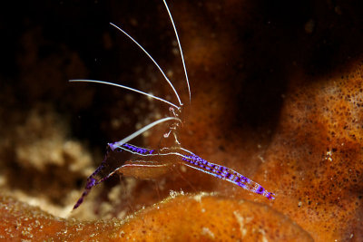 Pederson shrimp