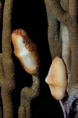 Two flamingo tongue snails - one with mantle retracted