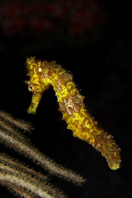 Seahorse unattached from coral