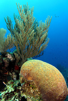 Large brain coral and sea plume coral