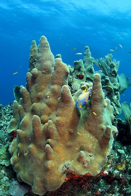 Sea pillar coral