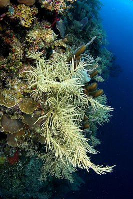 Sea plume coral