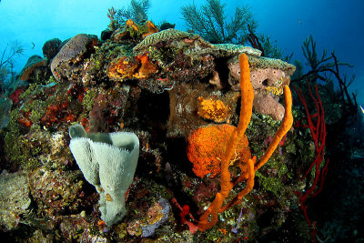 Reef scene with sponges and corals