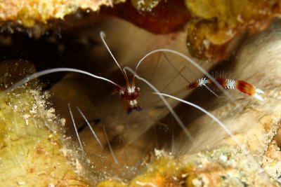 One-armed bandit - banded coral shrimp missing appendage