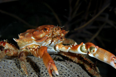Red-ringed clinging crab