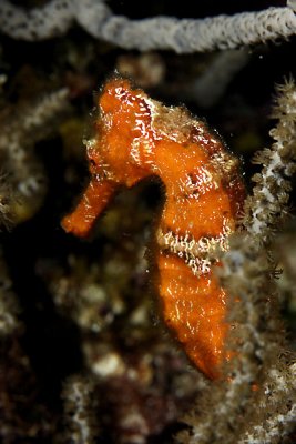 Orange longsnout seahorse