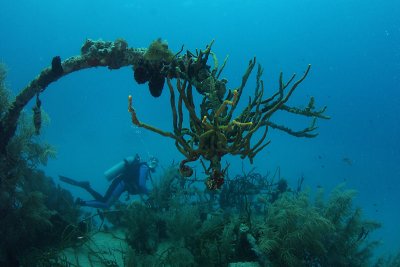 Rope sponge chandelier